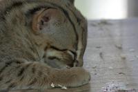 Cjp_2011_08_01_164035 (1).jpg